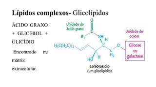 Lípidos complexos- Glicolípidos
ÁCIDO GRAXO
+ GLICEROL +
GLICÍDIO
Encontrado na
matriz
extracelular.
 