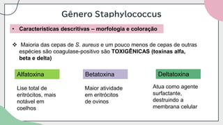 Gênero Staphylococcus
• Características descritivas – morfologia e coloração
❖ Maioria das cepas de S. aureus e um pouco menos de cepas de outras
espécies são coagulase-positivo são TOXIGÊNICAS (toxinas alfa,
beta e delta)
Alfatoxina
Lise total de
eritrócitos, mais
notável em
coelhos
Betatoxina
Maior atividade
em eritrócitos
de ovinos
Deltatoxina
Atua como agente
surfactante,
destruindo a
membrana celular
 