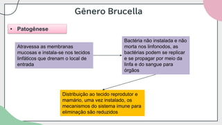 Gênero Brucella
• Patogênese
Atravessa as membranas
mucosas e instala-se nos tecidos
linfáticos que drenam o local de
entrada
Bactéria não instalada e não
morta nos linfonodos, as
bactérias podem se replicar
e se propagar por meio da
linfa e do sangue para
órgãos
Distribuição ao tecido reprodutor e
mamário, uma vez instalado, os
mecanismos do sistema imune para
eliminação são reduzidos
 