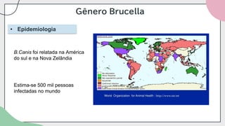 Gênero Brucella
• Epidemiologia
B.Canis foi relatada na América
do sul e na Nova Zelândia
Estima-se 500 mil pessoas
infectadas no mundo
 