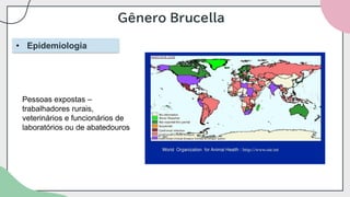 Gênero Brucella
• Epidemiologia
Pessoas expostas –
trabalhadores rurais,
veterinários e funcionários de
laboratórios ou de abatedouros
 