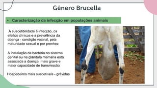 Gênero Brucella
• Caracterização da infecção em populações animais
A instalação da bactéria no sistema
genital ou na glândula mamaria está
associada a doença mais grave e
maior capacidade de transmissão
Hospedeiros mais suscetíveis - grávidas
A suscetibilidade à infecção, os
efeitos clínicos e a prevalência da
doença - condição vacinal, pela
maturidade sexual e por prenhez
 