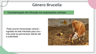 Gênero Brucella
• Caracterização da infecção em populações animais
Pode ocorrer transmissão vertical –
ingestão de leite infectado para cria –
mas pode se permanecer latente até
a puberdade
 