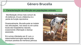 Gênero Brucella
• Caracterização da infecção em populações animais
Manifestação clínica mais comum de
B.melitensis, B.suis e Babortus é a
perda da função reprodutiva
Ocasionalmente, Brucella pode se instalar
nas articulações, nos ossos ou em outros
locais dos hospedeiros naturais,
ocasionando inflamação e doença
associada.
Em suínos infectados por B. suis, a
osteomielite/meningite espinal pode
provocar paralisia de membros pélvicos
 