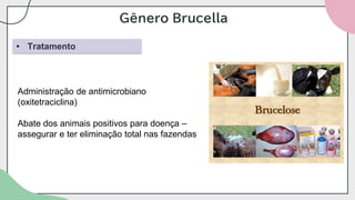 Gênero Brucella
• Tratamento
Administração de antimicrobiano
(oxitetraciclina)
Abate dos animais positivos para doença –
assegurar e ter eliminação total nas fazendas
 