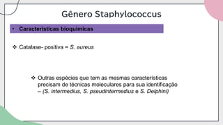 Gênero Staphylococcus
• Características bioquímicas
❖ Catalase- positiva = S. aureus
❖ Outras espécies que tem as mesmas características
precisam de técnicas moleculares para sua identificação
– (S. intermedius, S. pseudintermedius e S. Delphini)
 
