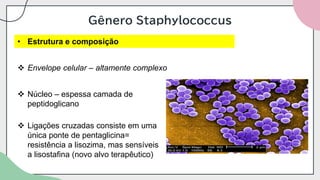 Gênero Staphylococcus
• Estrutura e composição
❖ Envelope celular – altamente complexo
❖ Núcleo – espessa camada de
peptidoglicano
❖ Ligações cruzadas consiste em uma
única ponte de pentaglicina=
resistência a lisozima, mas sensíveis
a lisostafina (novo alvo terapêutico)
 
