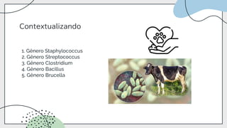 1. Gênero Staphylococcus
2. Gênero Streptococcus
3. Gênero Clostridium
4. Gênero Bacillus
5. Gênero Brucella
Contextualizando
 