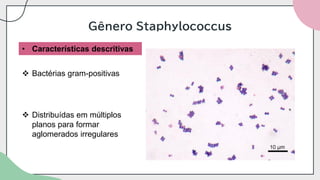 Gênero Staphylococcus
❖ Bactérias gram-positivas
❖ Distribuídas em múltiplos
planos para formar
aglomerados irregulares
• Características descritivas
 