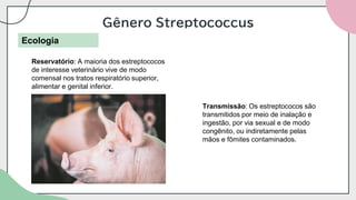 Gênero Streptococcus
Ecologia
Reservatório: A maioria dos estreptococos
de interesse veterinário vive de modo
comensal nos tratos respiratório superior,
alimentar e genital inferior.
Transmissão: Os estreptococos são
transmitidos por meio de inalação e
ingestão, por via sexual e de modo
congênito, ou indiretamente pelas
mãos e fômites contaminados.
 