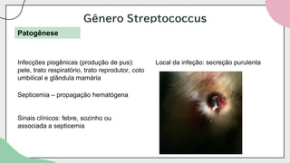 Gênero Streptococcus
Patogênese
Infecções piogênicas (produção de pus):
pele, trato respiratório, trato reprodutor, coto
umbilical e glândula mamária
Septicemia – propagação hematógena
Sinais clínicos: febre, sozinho ou
associada a septicemia
Local da infeção: secreção purulenta
 