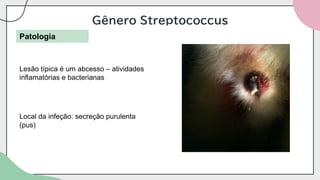 Gênero Streptococcus
Patologia
Lesão típica é um abcesso – atividades
inflamatórias e bacterianas
Local da infeção: secreção purulenta
(pus)
 