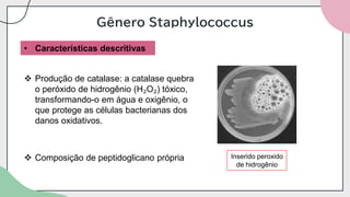 Gênero Staphylococcus
• Características descritivas
❖ Produção de catalase: a catalase quebra
o peróxido de hidrogênio (H₂O₂) tóxico,
transformando-o em água e oxigênio, o
que protege as células bacterianas dos
danos oxidativos.
❖ Composição de peptidoglicano própria Inserido peroxido
de hidrogênio
 