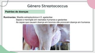 Gênero Streptococcus
Padrões de doenças
Ruminantes: Mastite estreptocócica é S. agalactiae
Sepse e meningite em neonatos humanos e gestantes
As cepas que causam doença em bovinos não provocam doença em humanos
 