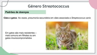 Gênero Streptococcus
Padrões de doenças
Cães e gatos: As vezes, pneumonia secundária em cães associada a Streptococcus canis
Em gatos são mais resistentes –
mais comuns em filhotes ou em
gatos imunocomprometidos
 