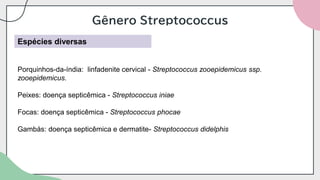 Gênero Streptococcus
Espécies diversas
Porquinhos-da-índia: linfadenite cervical - Streptococcus zooepidemicus ssp.
zooepidemicus.
Peixes: doença septicêmica - Streptococcus iniae
Focas: doença septicêmica - Streptococcus phocae
Gambás: doença septicêmica e dermatite- Streptococcus didelphis
 