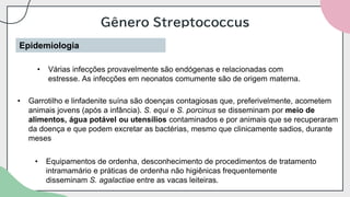 Gênero Streptococcus
Epidemiologia
• Várias infecções provavelmente são endógenas e relacionadas com
estresse. As infecções em neonatos comumente são de origem materna.
• Garrotilho e linfadenite suína são doenças contagiosas que, preferivelmente, acometem
animais jovens (após a infância). S. equi e S. porcinus se disseminam por meio de
alimentos, água potável ou utensílios contaminados e por animais que se recuperaram
da doença e que podem excretar as bactérias, mesmo que clinicamente sadios, durante
meses
• Equipamentos de ordenha, desconhecimento de procedimentos de tratamento
intramamário e práticas de ordenha não higiênicas frequentemente
disseminam S. agalactiae entre as vacas leiteiras.
 