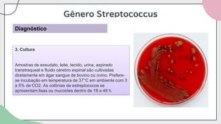 Gênero Streptococcus
Diagnóstico
3. Cultura
Amostras de exsudato, leite, tecido, urina, aspirado
transtraqueal e fluido cérebro espinal são cultivadas
diretamente em ágar sangue de bovino ou ovino. Prefere-
se incubação em temperatura de 37°C em ambiente com 3
a 5% de CO2. As colônias de estreptococos se
apresentam lisas ou mucoides dentro de 18 a 48 h.
 