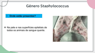 Gênero Staphylococcus
• Onde estão presentes?
❖ Na pele e nas superfícies epiteliais de
todos os animais de sangue quente.
 