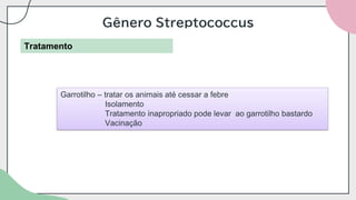 Gênero Streptococcus
Tratamento
Garrotilho – tratar os animais até cessar a febre
Isolamento
Tratamento inapropriado pode levar ao garrotilho bastardo
Vacinação
 