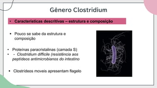 Gênero Clostridium
• Características descritivas – estrutura e composição
▪ Pouco se sabe da estrutura e
composição
• Proteínas paracristalinas (camada S)
• - Clostridium difficile (resistência aos
peptídeos antimicrobianos do intestino
▪ Clostrídeos moveis apresentam flagelo
 