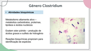 Gênero Clostridium
• Atividades bioquímicas
Metabolismo altamente ativo –
metaboliza carboidratos, proteínas,
lipídeos e ácidos nucleicos
Exalam odor pútrido – produção de
ácidos graxos e sulfeto de hidrogênio
Reações bioquímicas propiciam para
identificação de espécies
 