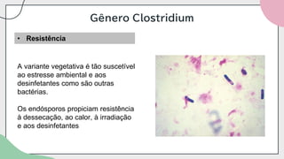 Gênero Clostridium
• Resistência
A variante vegetativa é tão suscetível
ao estresse ambiental e aos
desinfetantes como são outras
bactérias.
Os endósporos propiciam resistência
à dessecação, ao calor, à irradiação
e aos desinfetantes
 