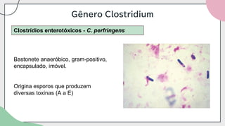 Gênero Clostridium
Clostrídios enterotóxicos - C. perfringens
Bastonete anaeróbico, gram-positivo,
encapsulado, imóvel.
Origina esporos que produzem
diversas toxinas (A a E)
 