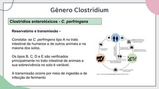 Gênero Clostridium
Clostrídios enterotóxicos - C. perfringens
Reservatório e transmissão -
Constata- se C. perfringens tipo A no trato
intestinal de humanos e de outros animais e na
maioria dos solos.
Os tipos B, C, D e E são verificados
principalmente no trato intestinal de animais e
sua sobrevivência no solo é variável.
A transmissão ocorre por meio de ingestão e de
infecção de ferimento
 