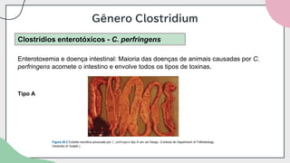 Gênero Clostridium
Clostrídios enterotóxicos - C. perfringens
Enterotoxemia e doença intestinal: Maioria das doenças de animais causadas por C.
perfringens acomete o intestino e envolve todos os tipos de toxinas.
Tipo A
 