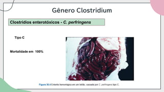 Gênero Clostridium
Clostrídios enterotóxicos - C. perfringens
Tipo C
Mortalidade em 100%
 