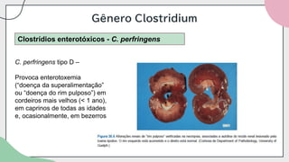 Gênero Clostridium
Clostrídios enterotóxicos - C. perfringens
C. perfringens tipo D –
Provoca enterotoxemia
(“doença da superalimentação”
ou “doença do rim pulposo”) em
cordeiros mais velhos (< 1 ano),
em caprinos de todas as idades
e, ocasionalmente, em bezerros
 