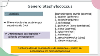 Gênero Staphylococcus
• Espécies
❖ Diferenciação das espécies por
sequência do DNA
❖ Diferenciação das espécies =
variação do hospedeiro
Staphylococcus caprae (caprinos)
S. delphini (golfinhos)
S. equorum (equinos)
S. felis (gatos)
S. gallinarum (aves domésticas)
S. lentus (caprinos)
S. hyicus (suínos)
S. intermedius
S. pseudintermedius (cães)
S. simiae (macacos).
Nenhuma dessas associações são absolutas – podem ser
encontrados em outros hospedeiros
 