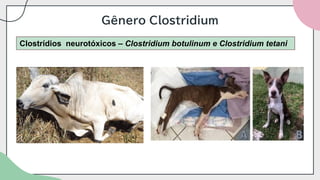Gênero Clostridium
Clostrídios neurotóxicos – Clostridium botulinum e Clostridium tetani
 