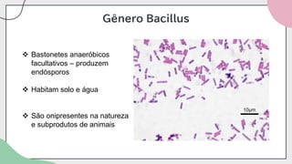 Gênero Bacillus
❖ Bastonetes anaeróbicos
facultativos – produzem
endósporos
❖ Habitam solo e água
❖ São onipresentes na natureza
e subprodutos de animais
 