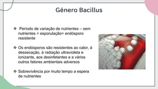 Gênero Bacillus
❖ Período de variação de nutrientes – sem
nutrientes = esporulação= endósporo
resistente
❖ Os endósporos são resistentes ao calor, à
dessecação, à radiação ultravioleta e
ionizante, aos desinfetantes e a vários
outros fatores ambientais adversos
❖ Sobrevivência por muito tempo a espera
de nutrientes
 