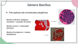 Gênero Bacillus
❖ Três espécies são consideradas patogênicas
Bacillus anthracis: patógeno
zoonótico = causador da antraz
Bacillus cereus = intoxicação
alimentar
Bacillus thuringiensis = insetos
lepidópteros
 