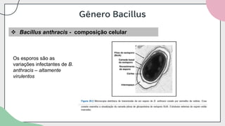Gênero Bacillus
❖ Bacillus anthracis - composição celular
Os esporos são as
variações infectantes de B.
anthracis – altamente
virulentos
 