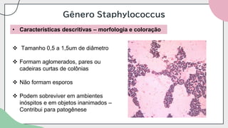 Gênero Staphylococcus
• Características descritivas – morfologia e coloração
❖ Tamanho 0,5 a 1,5um de diâmetro
❖ Formam aglomerados, pares ou
cadeiras curtas de colônias
❖ Não formam esporos
❖ Podem sobreviver em ambientes
inóspitos e em objetos inanimados –
Contribui para patogênese
 