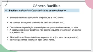 Gênero Bacillus
❖ Bacillus anthracis – Características de crescimento
✓ Em meio de cultura comum em temperatura a 15ºC a 40ºC;
✓ As colônias alcançam o diâmetro de 2mm em 24h em 37ºC.
✓ Constata- se esporulação em condições de privação de nutrientes, in vitro.
✓ A esporulação requer oxigênio e não ocorre enquanto presente em um animal
hospedeiro vivo.
✓ Nos tecidos ou fluidos infectados expostos ao ar (ou seja, carcaça aberta),
✓ os microrganismos esporulam após várias horas.
 
