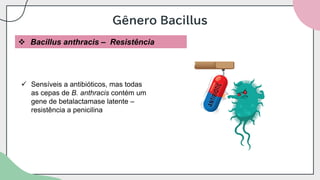 Gênero Bacillus
❖ Bacillus anthracis – Resistência
✓ Sensíveis a antibióticos, mas todas
as cepas de B. anthracis contém um
gene de betalactamase latente –
resistência a penicilina
 