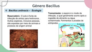 Gênero Bacillus
❖ Bacillus anthracis – Ecologia
Reservatório: O solo é fonte de
infecção de antraz para herbívoros .
Outras espécies, inclusive pessoas,
são expostas por meio de animais e
produtos de origem animal
Transmissão: o esporo é o modo de
infecção, a qual geralmente ocorre após a
ingestão de alimento ou água
contaminada. Ferimentos e picadas de
artrópodes.
 