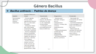 Gênero Bacillus
❖ Bacillus anthracis – Padrões da doença
 