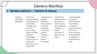 Gênero Bacillus
❖ Bacillus anthracis – Padrões da doença
 