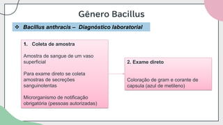 Gênero Bacillus
❖ Bacillus anthracis – Diagnóstico laboratorial
2. Exame direto
Coloração de gram e corante de
capsula (azul de metileno)
1. Coleta de amostra
Amostra de sangue de um vaso
superficial
Para exame direto se coleta
amostras de secreções
sanguinolentas
Microrganismo de notificação
obrigatória (pessoas autorizadas)
 