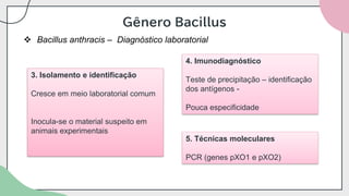 Gênero Bacillus
❖ Bacillus anthracis – Diagnóstico laboratorial
4. Imunodiagnóstico
Teste de precipitação – identificação
dos antígenos -
Pouca especificidade
3. Isolamento e identificação
Cresce em meio laboratorial comum
Inocula-se o material suspeito em
animais experimentais
5. Técnicas moleculares
PCR (genes pXO1 e pXO2)
 