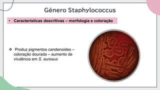 Gênero Staphylococcus
• Características descritivas – morfologia e coloração
❖ Produz pigmentos carotenoides –
coloração dourada – aumento de
virulência em S. aureaus
 