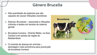 Gênero Brucella
➢ Alta quantidade de espécies que são
capazes de causar infecções zoonóticas
➢ Doença: Brucelose – associada a infecções
crônicas e lesões em tecidos do sistema
genital
➢ Brucelose humana - Oriente Médio, na Ásia
Central e em países da região do
Mediterrâneo
➢ O controle da doença em animais –
abordagem mais econômica para prevenção
de brucelose humana
 