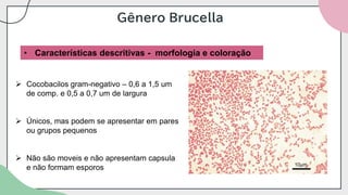 Gênero Brucella
• Características descritivas - morfologia e coloração
➢ Cocobacilos gram-negativo – 0,6 a 1,5 um
de comp. e 0,5 a 0,7 um de largura
➢ Únicos, mas podem se apresentar em pares
ou grupos pequenos
➢ Não são moveis e não apresentam capsula
e não formam esporos
 