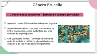 Gênero Brucella
• Características descritivas – Estrutura e composição celular
❑ A parede celular é típica de bactéria gram- negativa
❑ A membrana externa- composta por camadas de
LPS e fosfolipídios, sendo sustentada por uma
camada de peptidoglicano
❑ LPS (composto lipídico) – protege a bactéria da
ação de peptídeos catiônicos, de metabolitos de
oxigênio e da lise mediada por complemento
 